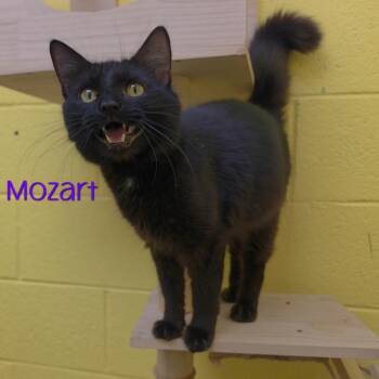 Mozart -  Domestic Medium Hair Cat for Adoption in Parkersburg, West Virginia - Mozart | PetCurious