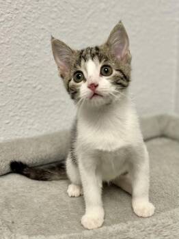 Domestic Short Hair and Tabby Cats Available for Adoption in Jamestown, California - May | PetCurious