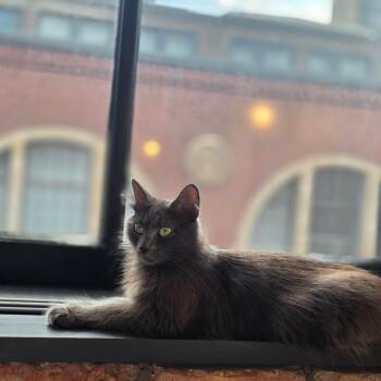 Chewy Mama -  Domestic Medium Hair Cat for Adoption in Chicago, Illinois - Chewy Mama | PetCurious