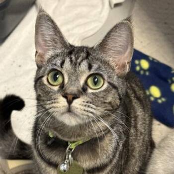 Petra -  Domestic Short Hair Cat for Adoption in Lansing, Michigan - Petra | PetCurious