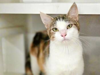 Domestic Short Hair Cats Available for Adoption in Brentwood, Missouri - SALLY | PetCurious
