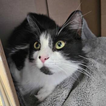 Petunia -  Domestic Medium Hair Cat for Adoption in Dover, New Hampshire - Petunia | PetCurious