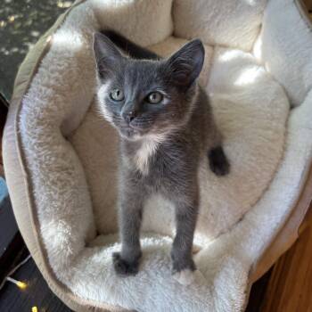 Pink Lady -  Domestic Short Hair Cat for Adoption in Weehawken Township, New Jersey - Pink Lady | PetCurious