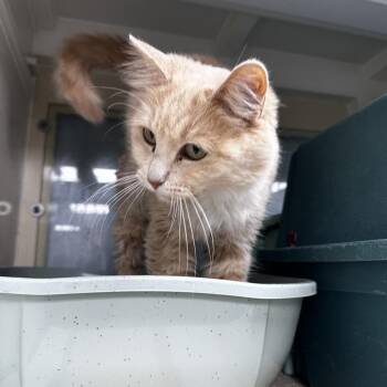 Annie -  Domestic Medium Hair Cat Available for Adoption in Pleasant Hill, Missouri - Annie | PetCurious