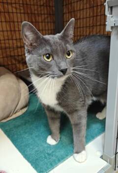 Domestic Short Hair Cats Available for Adoption - Lily | PetCurious
