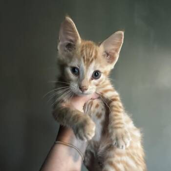 Cheesehead -  Domestic Short Hair Cat for Adoption in Kansas City, Missouri - Cheesehead | PetCurious