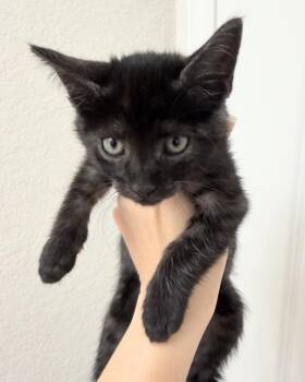 Night Rider -  Maine Coon and Ragdoll Cat for Adoption in New Braunfels, Texas - Night Rider | PetCurious
