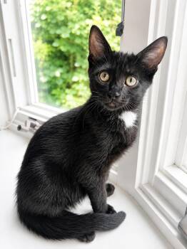 Lucky, Willow Grove Area, (FCID 06/24/2026-136) -  Domestic Short Hair Cat for Adoption in Greenville, Delaware - Lucky, Willow Grove Area, (FCID 06/24/2026-136) | PetCurious
