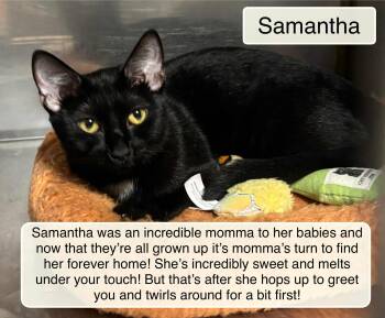 Rescue Domestic Short Hair Cats for Adoption in Ellicott City, Maryland - Samantha | PetCurious
