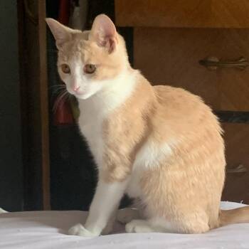 Squirt -  Domestic Short Hair Cat for Adoption in Temple, Pennsylvania - Squirt | PetCurious