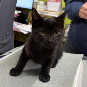 Domestic Short Hair Cats Available for Adoption - Mochi | PetCurious