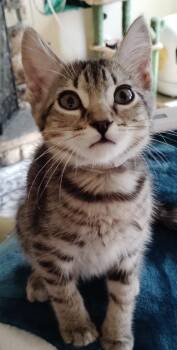 Crumble -  Domestic Short Hair Cat for Adoption in San Jacinto, California - Crumble | PetCurious