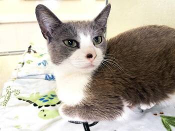 Domestic Short Hair Cats Available for Adoption in Fort Lauderdale, Florida - BABYGIRL | PetCurious