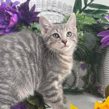 Clovis C Cuppance 56526 -  Domestic Short Hair Cat for Adoption in Eaton Rapids, Michigan - Clovis C Cuppance 56526 | PetCurious