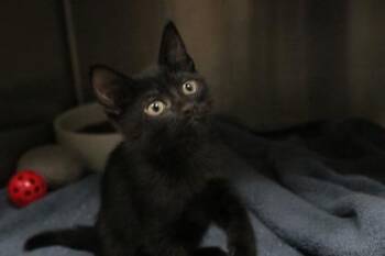 Topo Chico -  Domestic Short Hair Cat for Adoption in Brunswick, Georgia - Topo Chico | PetCurious