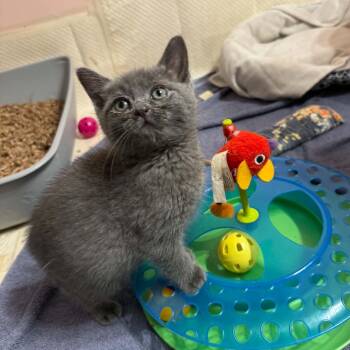Sarabi -  Domestic Short Hair Cat for Adoption - Sarabi | PetCurious