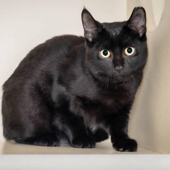 Batman -  Domestic Short Hair Cat for Adoption in Victor, New York - Batman | PetCurious