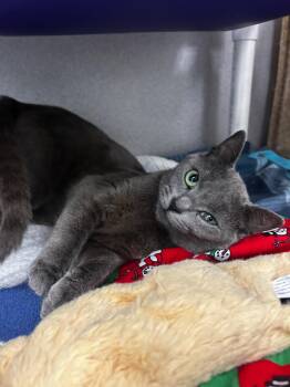Tempesta -  Domestic Short Hair Cat for Adoption in Raleigh, North Carolina - Tempesta | PetCurious