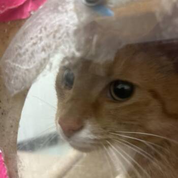 Domestic Short Hair Cats Available for Adoption - Yuri | PetCurious