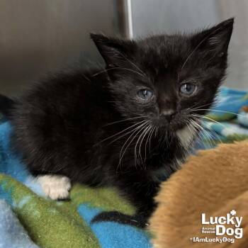 Domestic Short Hair Cats Available for Adoption in Washington, District Of Columbia - Bowtie | PetCurious