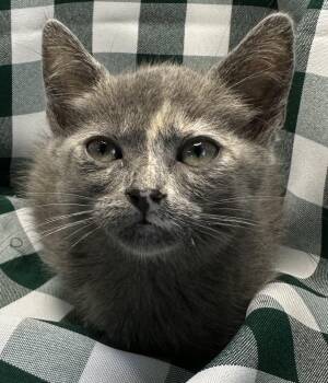 Karoo -  Russian Blue and Dilute Tortoiseshell Cat for Adoption in San Diego, California - Karoo | PetCurious
