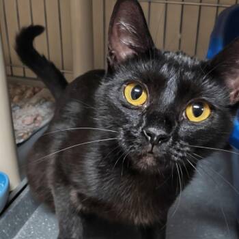 Annalie -  Domestic Short Hair Cat for Adoption in West Jefferson, Ohio - Annalie | PetCurious