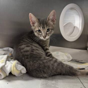 Sunny -  Domestic Short Hair Cat for Adoption in San Antonio, Texas - Sunny | PetCurious