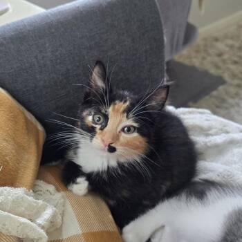 Cadbury -  Domestic Short Hair Cat for Adoption in Maple Valley, Washington - Cadbury | PetCurious