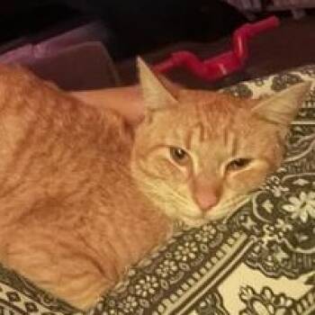 Domestic Short Hair Cats Available for Adoption in Liverpool, Texas - Ferris | PetCurious