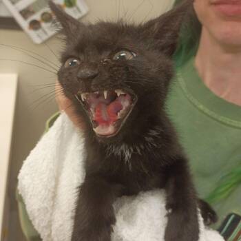 Bubba Gump -  Domestic Short Hair Cat for Adoption in Lynchburg, Virginia - Bubba Gump | PetCurious