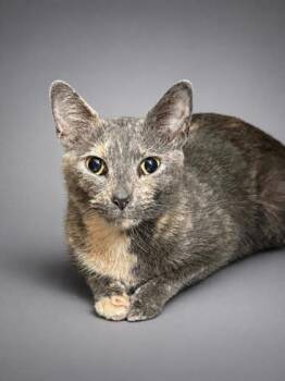 Mary -  Domestic Short Hair Cat for Adoption in Bowling Green, Kentucky - Mary | PetCurious