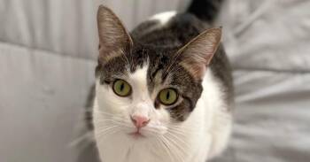 Sugar -  Domestic Short Hair Cat for Adoption in Chicago, Illinois - Sugar | PetCurious