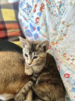 Rescue Dilute Calico Cats for Adoption in Mattoon, Illinois - Rose | PetCurious