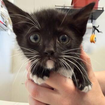 Gelato -  Domestic Short Hair Cat Available for Adoption in Goleta, California - Gelato | PetCurious