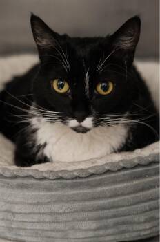 Honey Bun -  Domestic Short Hair Cat for Adoption in Waltham, Massachusetts - Honey Bun | PetCurious