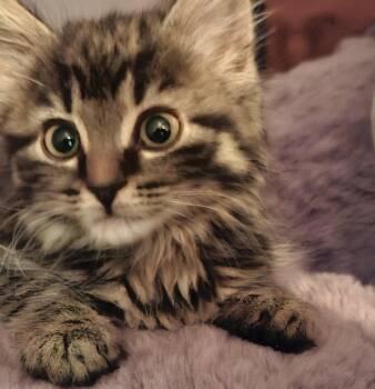 Tartine - 11000 (FA/FF) -  Domestic Medium Hair Cat for Adoption in Sainte-angèle-de-monnoir, Quebec - Tartine - 11000 (FA/FF) | PetCurious