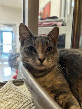Rescue Domestic Short Hair Cats for Adoption in Chambersburg, Pennsylvania - Dorothy | PetCurious
