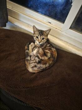 Rescue Domestic Short Hair Cats for Adoption in Parma Heights, Ohio - Peaches | PetCurious