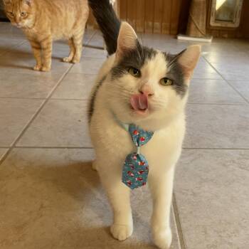 Rescue Domestic Short Hair Cats for Adoption in Tylertown, Mississippi - Ralphie | PetCurious