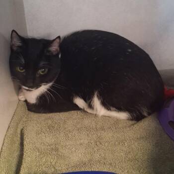 Lola Chanel -  Domestic Short Hair Cat for Adoption in Summerville, South Carolina - Lola Chanel | PetCurious