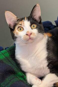 Jellybean -  Domestic Short Hair Cat for Adoption in Bellevue, Washington - Jellybean | PetCurious