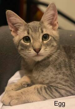 Egg Benedict -  Tabby and Domestic Short Hair Cat for Adoption in Walnut Creek, California - Egg Benedict | PetCurious