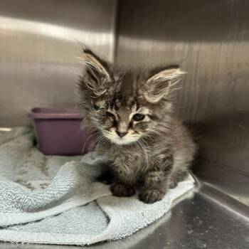 Constance -  Domestic Medium Hair Cat for Adoption in Indianapolis, Indiana - Constance | PetCurious