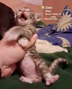 Domestic Short Hair Cats Available for Adoption in Burnsville, North Carolina - Zeke | PetCurious