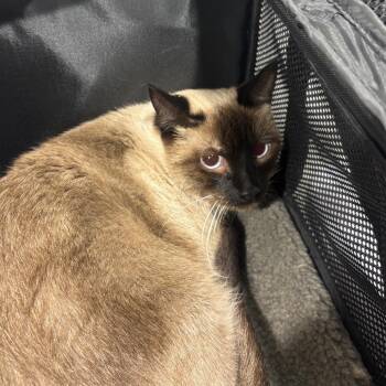 Stella 2 -  Siamese Cat for Adoption in Tampa, Florida - Stella 2 | PetCurious