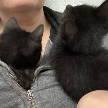 Outlander -  Domestic Short Hair Cat for Adoption in Greenwood, Missouri - Outlander | PetCurious