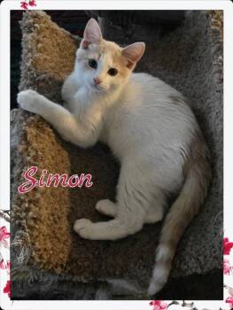 Domestic Short Hair Cats Available for Adoption in Miami, Oklahoma - Simon | PetCurious