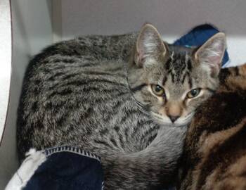 Rescue Tiger Cats for Adoption in Delhi, New York - LOIS LANE | PetCurious