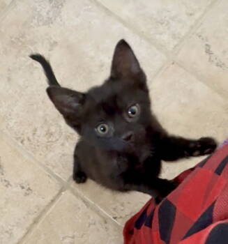 Rescue Domestic Short Hair Cats for Adoption in Herndon, Virginia - Yapper | PetCurious