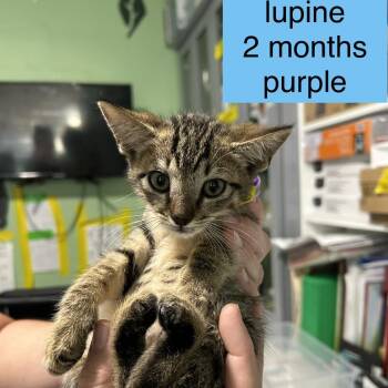 Lupine -  Domestic Short Hair Cat for Adoption in Tampa, Florida - Lupine | PetCurious